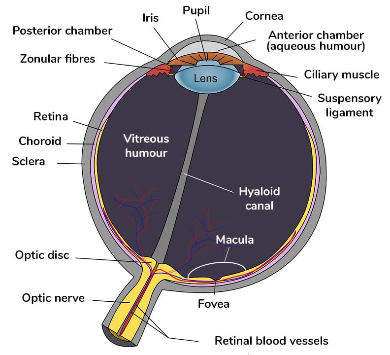 Diagram of structure of the eye