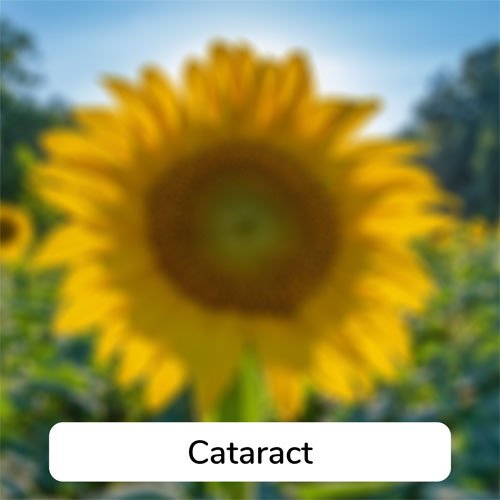 Simulation of what vision with a cataract 