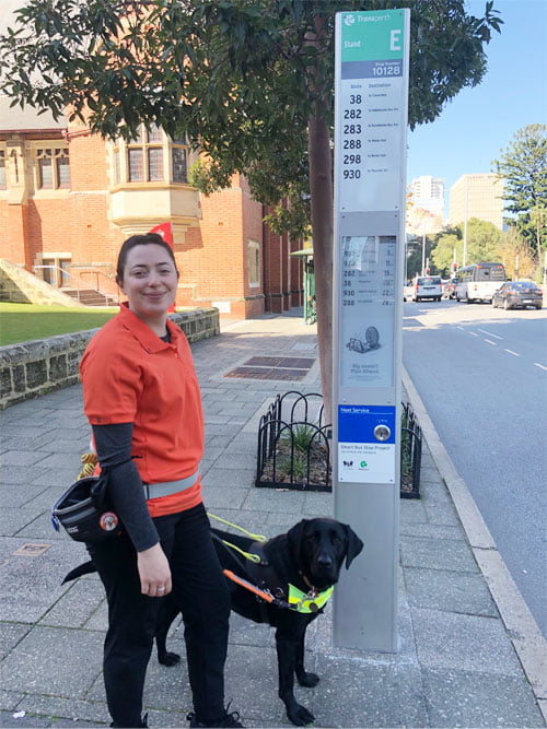 Guide Dog trainer stands with black labrador in harness by a smart bus stop